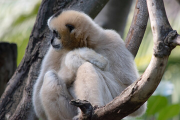 the female white cheeked gibbon is a gold color, with white cheeks and black on its head
