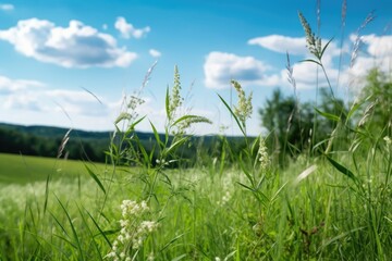 Obraz premium Meadow Serenity