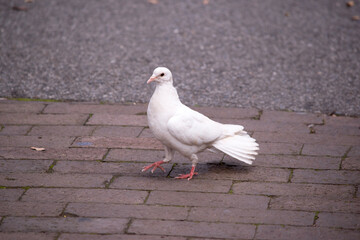 The famous White Dove is in fact a white â€œFeral Pigeonâ€ and is an introduced bird in Australia.
