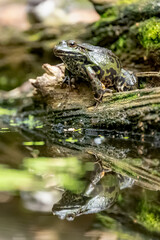 Grenouille et son reflet