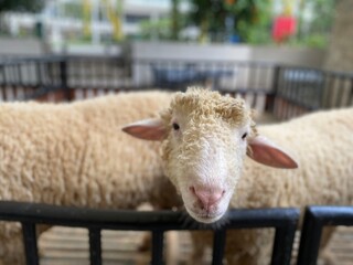 portrait of a sheep in a farm