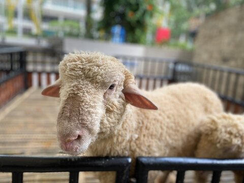 portrait of a sheep in a farm
