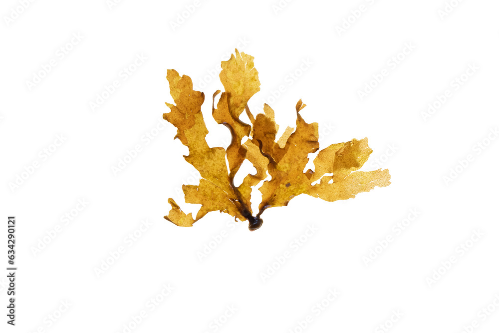 Wall mural spatoglossum solieri brown algae isolated transparent png. foliaceous seaweed.