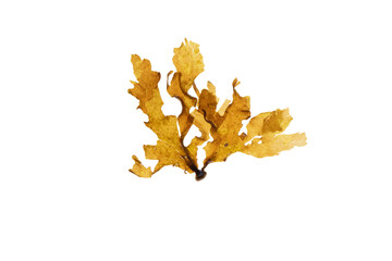 Spatoglossum solieri brown algae isolated transparent png. Foliaceous seaweed. © photohampster