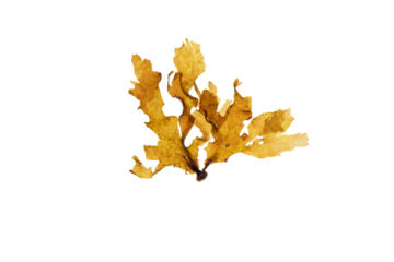 Spatoglossum solieri brown algae isolated transparent png. Foliaceous seaweed.
