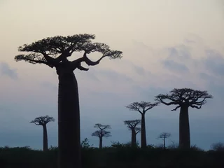 Foto op Aluminium Baobab trees at sunrise at the avenue of the baobabs in Morondava　(Madagascar) © marimos