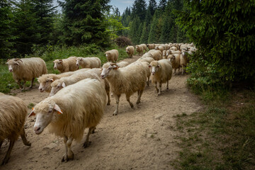 A flock of sheep walking a forest path in Pieniny mountains, Poland. 