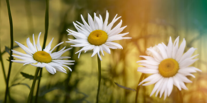 White daisies in the garden in warm light © erwin