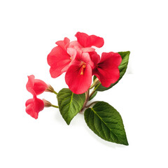 Impatiens Flower , Isolated On Transparent, PNG, HD