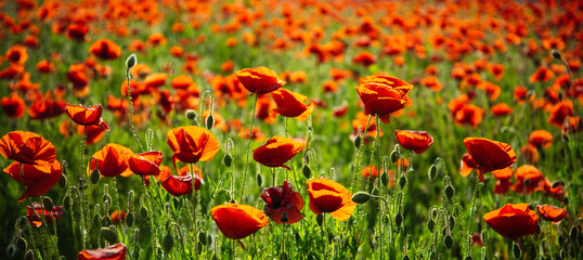 Anzac day banner. Poppy meadow. Remember for Anzac, Historic war memory. Anzac background. Poppy...