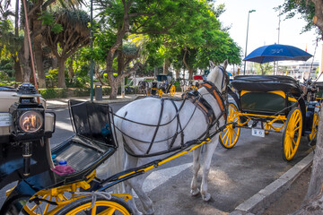 Fototapeta na wymiar Coches de caballos junto al parque de la ciudad de Málaga, Andalucía, España