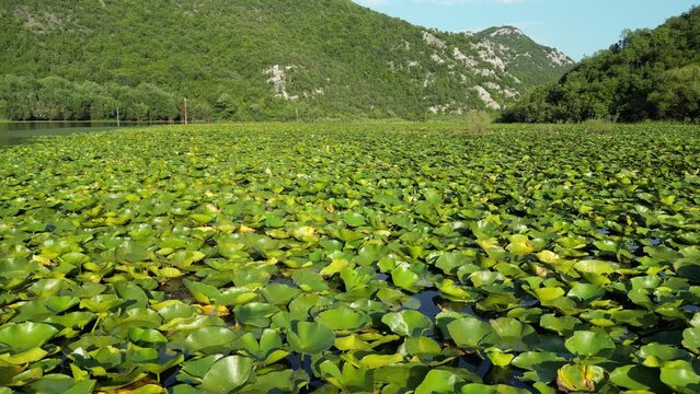 Water lilies in the river that flows into the Skadar Lake