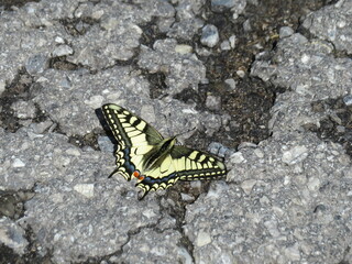 Schwalbenschwanz Schmetterling
