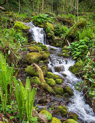 Waterfall cascade in tropical forest with stones and moss on summer sunny day. Beautiful landscape of a mountain river in Adjara, Georgia