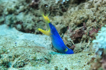 ribbon moray eel fish reef tropical sea background