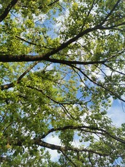 Fototapeta premium trees and sky