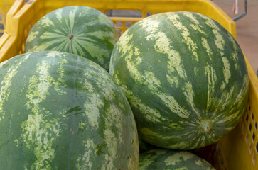 Close-up of watermelons in fruit crates