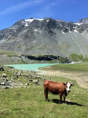 Vache au Lac Blanc - Peclet Polset. Pralognan la Vanoise, Parc national de la Vanoise, Alpes du Nord, Tarentaise, Savoie, France.
