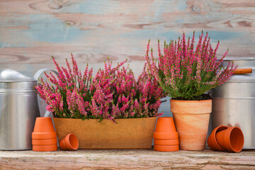 Heather in pots on a garden table