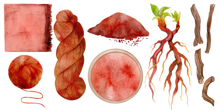 Hand drawn watercolor madder root natural plant dye, materials. Hobby, handmade fabric, knitting. Illustration isolated composition, white background. Shop logo, print, website, business card, booklet