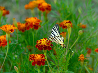 Close view of a scarce swallowtail butterfly (Iphiclides podalirius) feeding on marigold flower