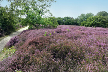 Heather in woodland Soilleveld in The Hague