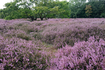 Heather in woodland Soilleveld in The Hague