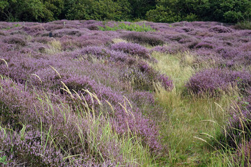 Obraz premium Heather in woodland Soilleveld in The Hague