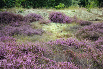 Obraz premium Heather in woodland Soilleveld in The Hague