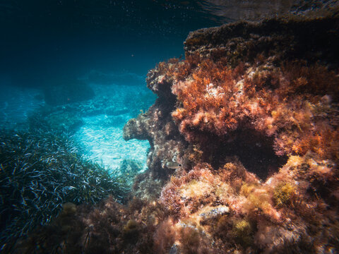 Calabria, August 2023: underwater shot in a crystal clear Caribbean sea with colorful fish, jellyfish, reefs, poseidonia and starfish. Ideal for snorkelling
