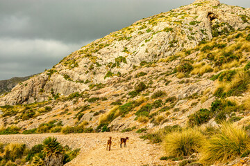 Urlaubsstimmung in der Bucht von Cala Sant Vicenç auf der wunderschönen Balearen Insel Mallorca - Spanien