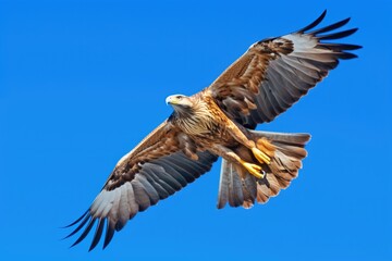 Obraz premium Majestic Eagle