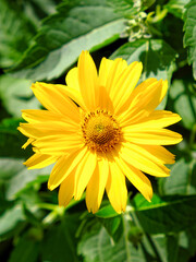 Arnica mountain, close-up. One beautiful yellow flower.