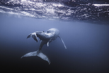 泳ぐ親子クジラの後姿