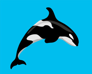Killer whale sea animal isolated vector illustration. Grampus. Orca or toothed whale, marine predator leaping out of water with curved tail. For logo, greeting card and design.