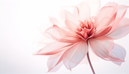 Horizontal banner with pink flower on blurred background. Copy space for text. Mock up template