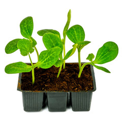 squash seedlings on a white background