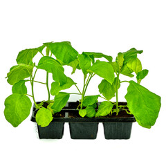 Eggplant seedling on white background