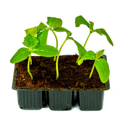 Cucumber seedling on white background