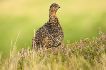 Red Grouse, Scientific name: Lagopus Lagopus. Close up of an alert male Red Grouse with red eyebrow, facing right in heather on managed grouse moorland.  Clean, green background.  Horizontal. 