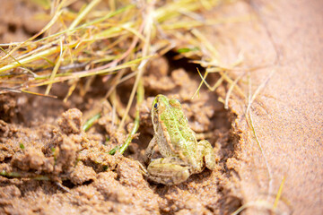 The frog sits on algae in the pond. Beautiful wildlife landscape with place for text. The concept of protecting wildlife and ecology.