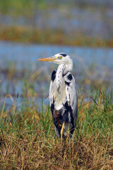 Grey Heron in a grassy area of a lake.