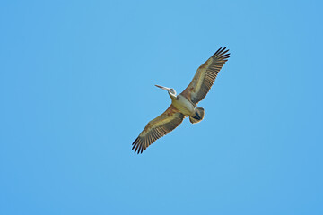 Pelican in flight against blue sky