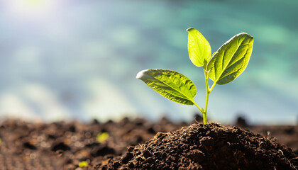 Young seedling growing in soil outdoors on sunny day