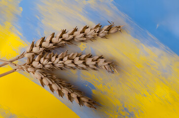 Ears of wheat on the yellow blue background