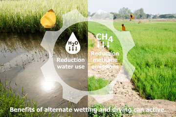Benefits of alternate wetting and drying can active: reduction water use and reduction methane emission and icons.