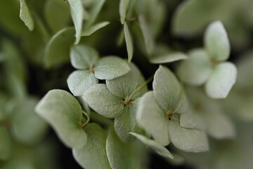 unusual dried green hydrangea blossom, flower in macro photography