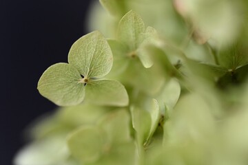 unusual dried green hydrangea blossom, flower in macro photography