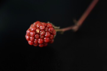 A berry from a summer garden in a macro shot