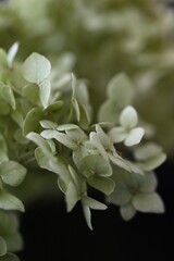 unusual dried green hydrangea blossom, flower in macro photography
